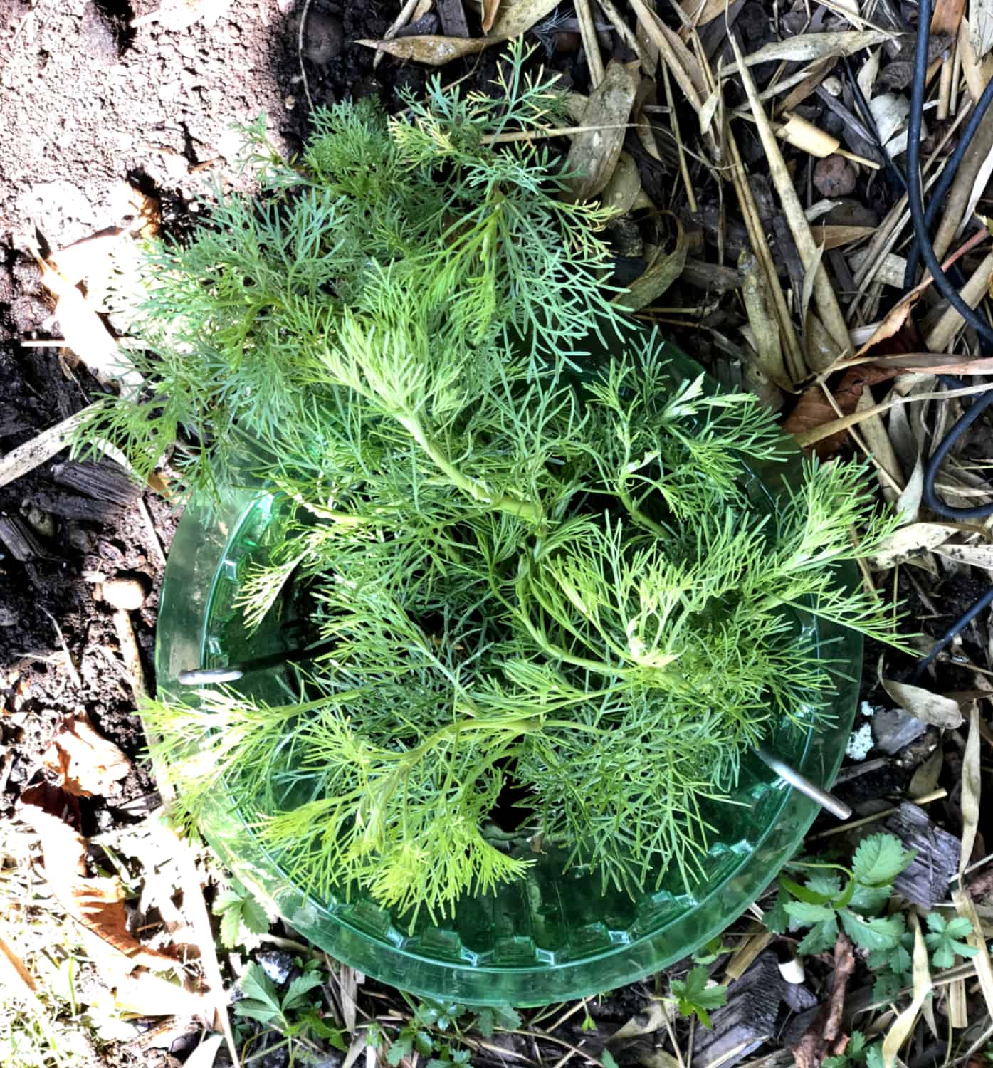 Artemisia abrotanum: Steckbrief 4