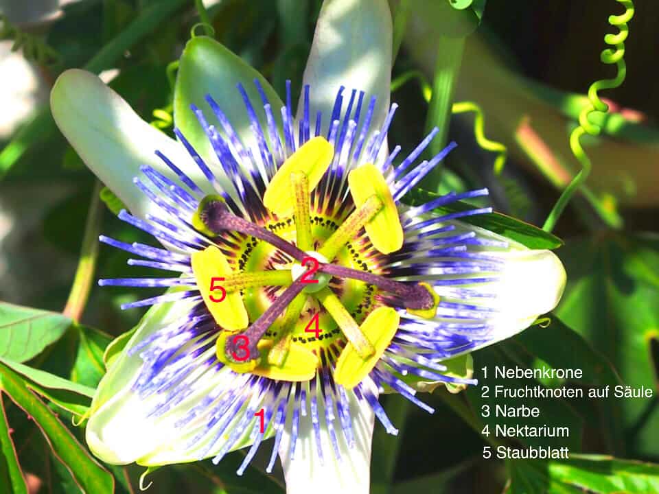 Passiflora: Steckbrief 12