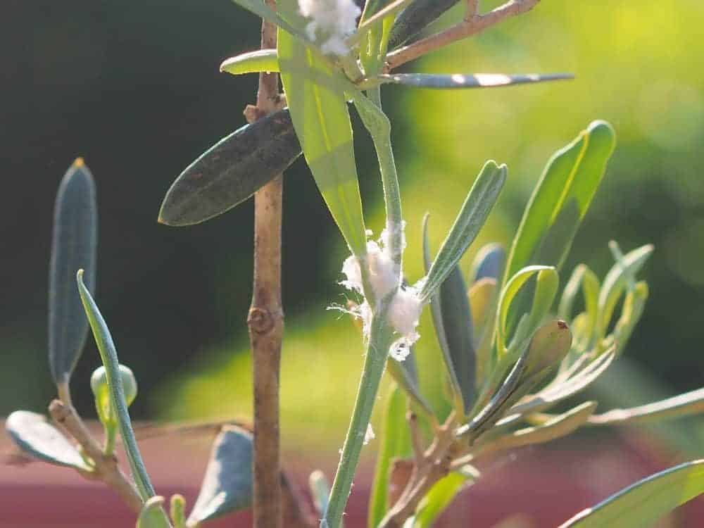 Euphyllura olivina-Befall bei Olivenbäumen 3