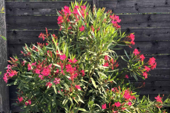 Nerium oleander ‚Italia‘