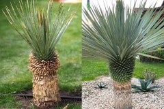 Yucca rostrata 1