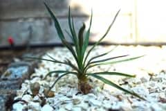 Yucca recurvifolia ’Tarantino Ice‘