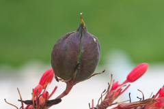 Hesperaloe parviflora 02