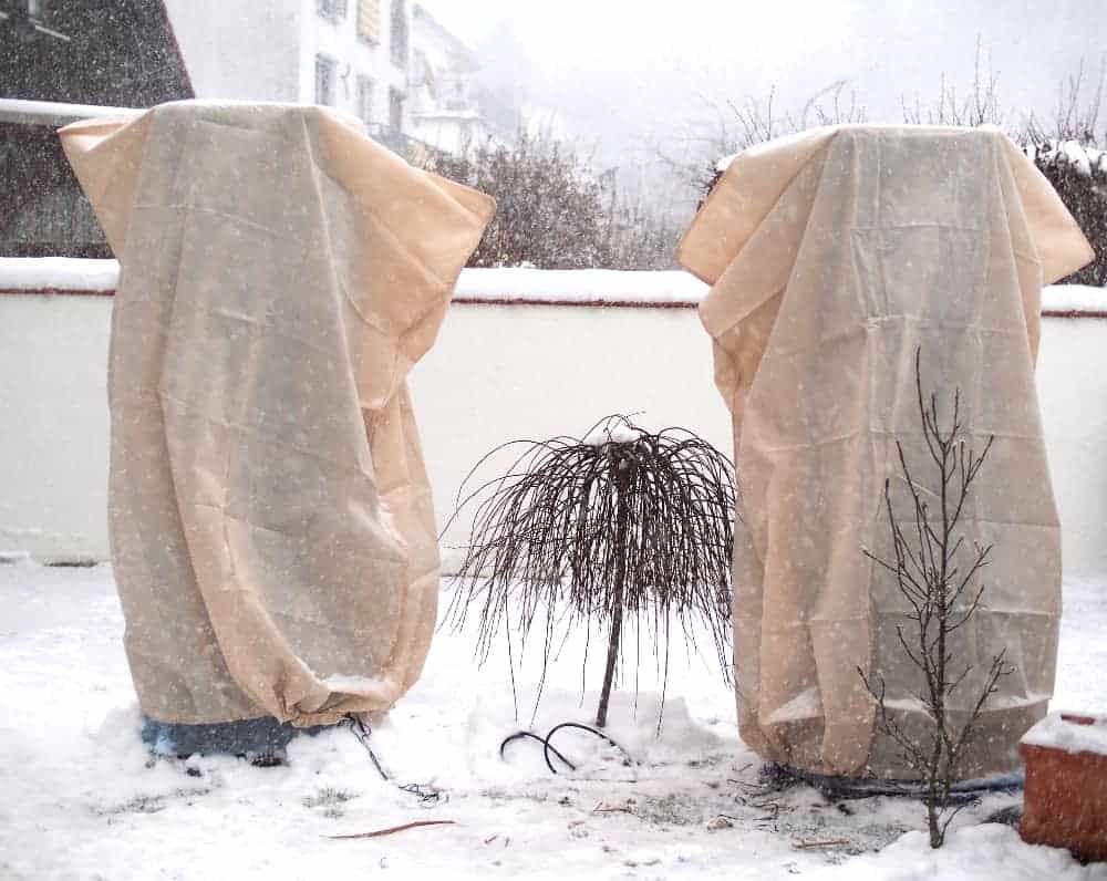 Trachycarpus Fortunei: Winterschutz-Methode "Umhausung" 3