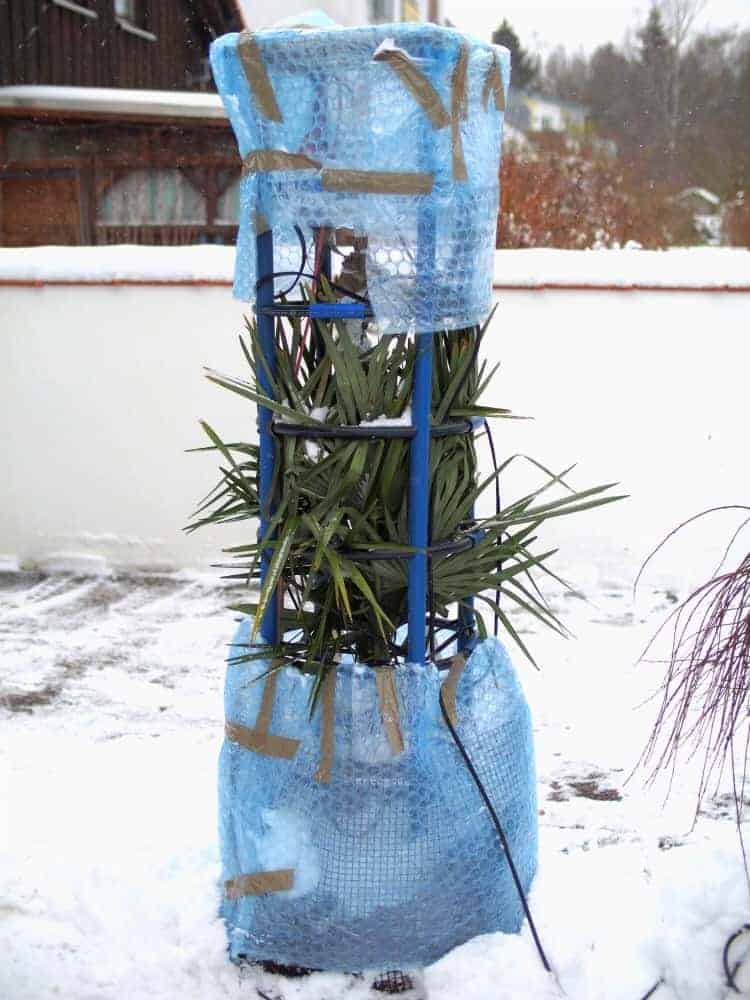 Praxistest im Garten: Winterschutz-Gestell (palmen-winterschutz.de) 1