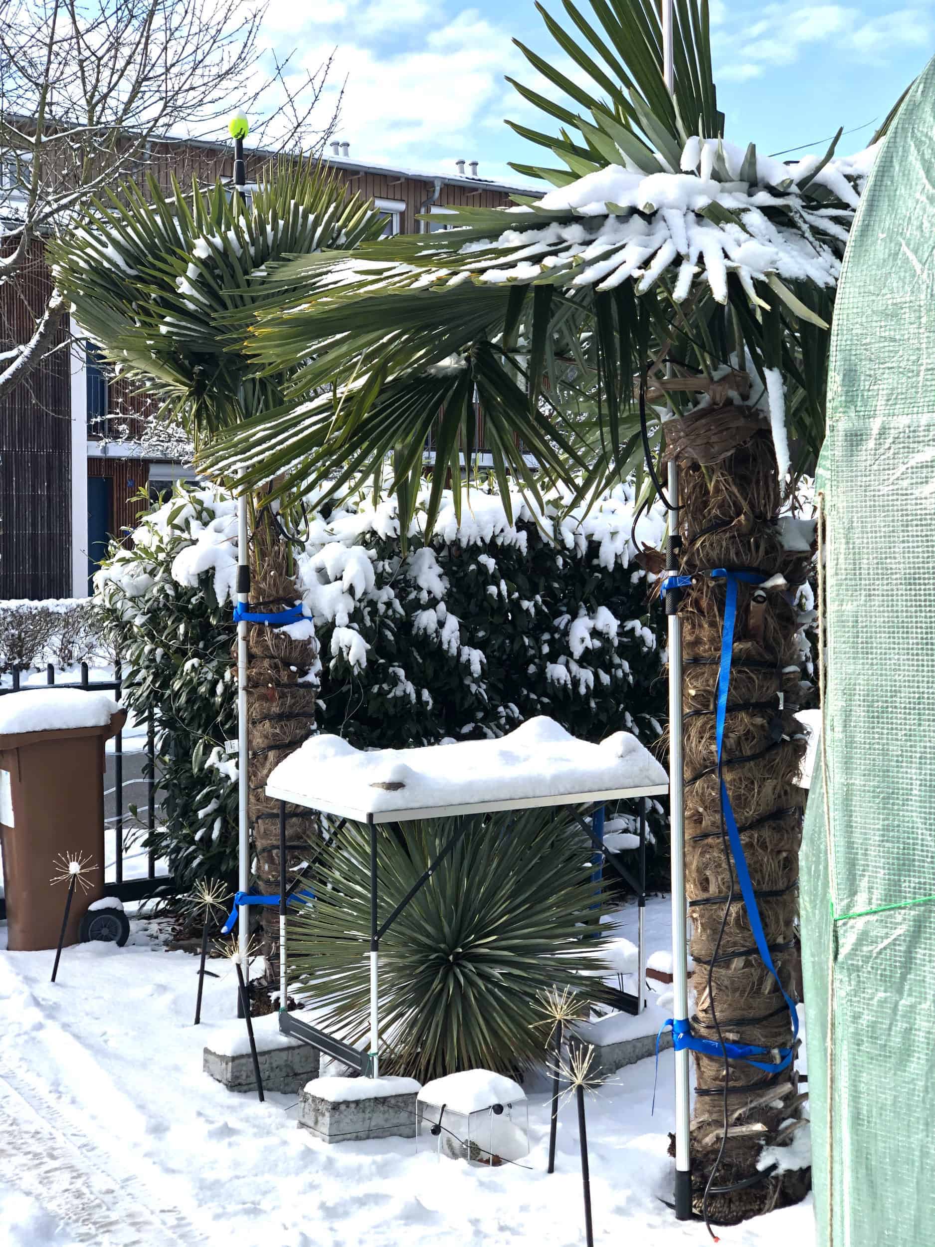Praxistest im Garten: Winterschutz-Gestell (palmen-winterschutz.de) 6