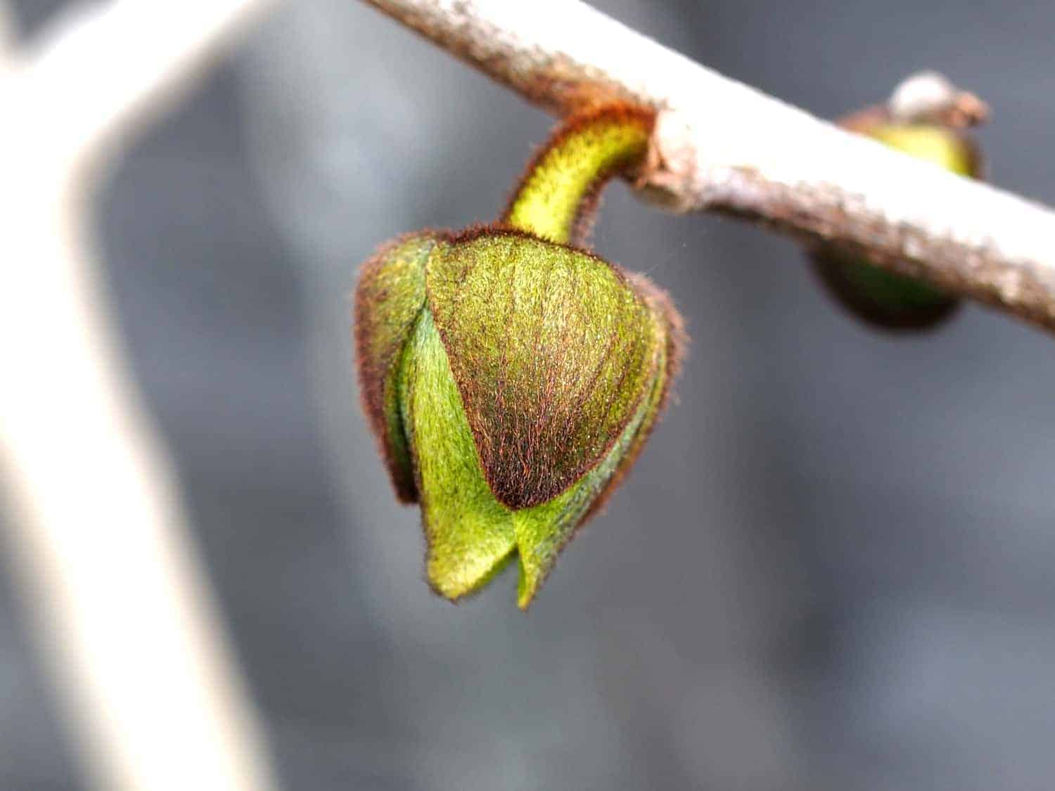 Pflanze der Saison 2018/19: Asimina triloba 4