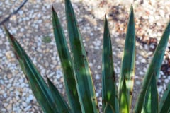 [03/17] Yucca gloriosa