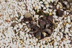 fleckige Blätter (Pilz)