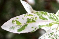 Salix integra ‚Hakuro Nishiki‘