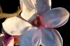 Magnolia ‚soulangeana‘