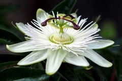 Passiflora caerulea ‚Constance Elliot‘