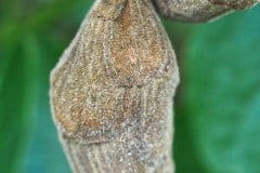 Chimonanthus praecox