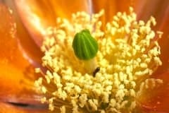 Opuntia phaeacantha  ‚Orangeade‘