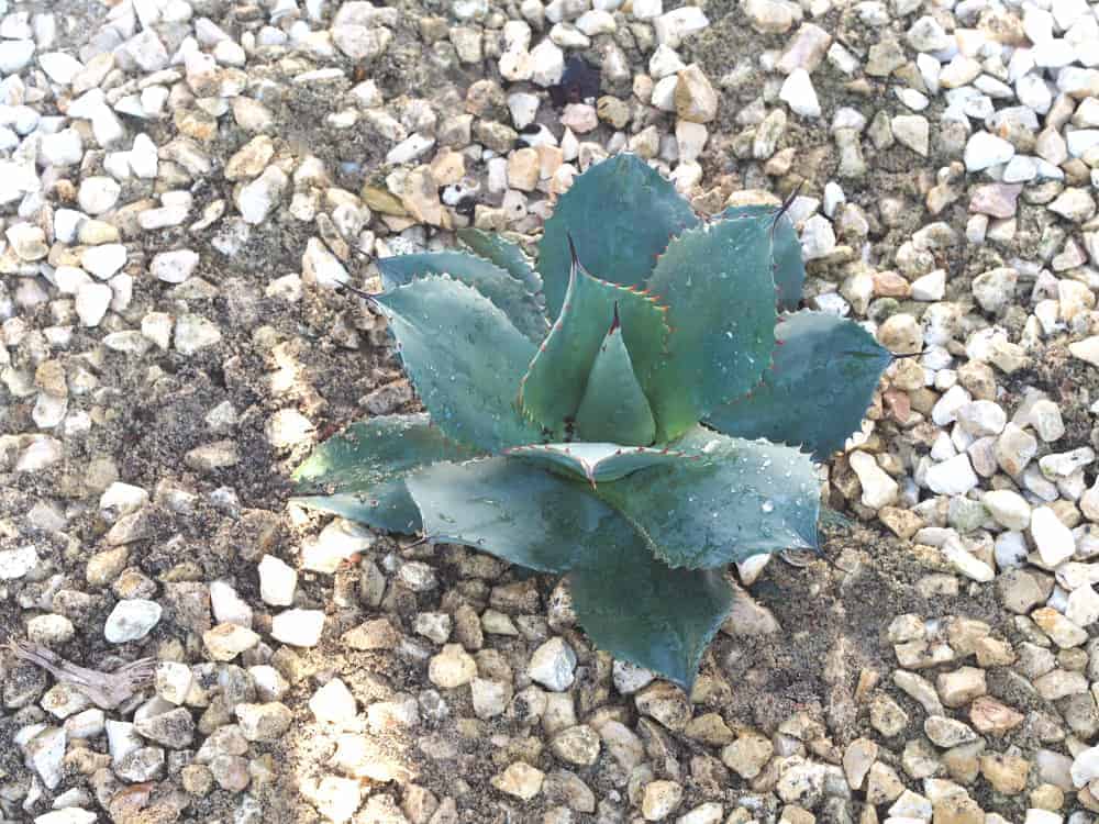 Agave parryi: Steckbrief 11