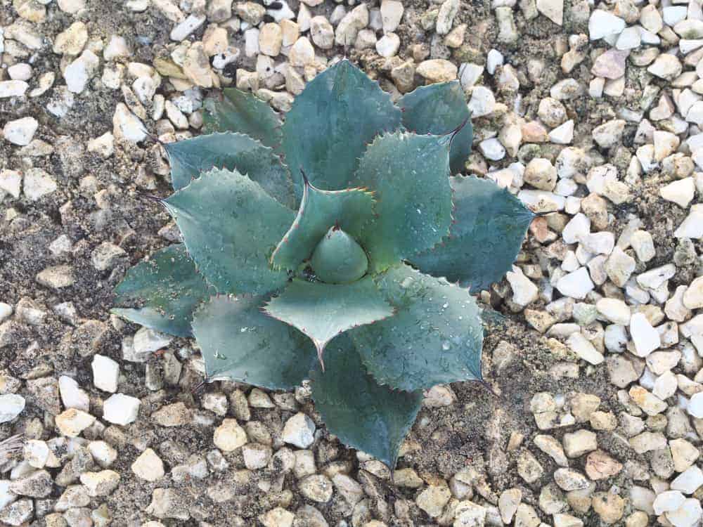 Agave parryi: Steckbrief 12