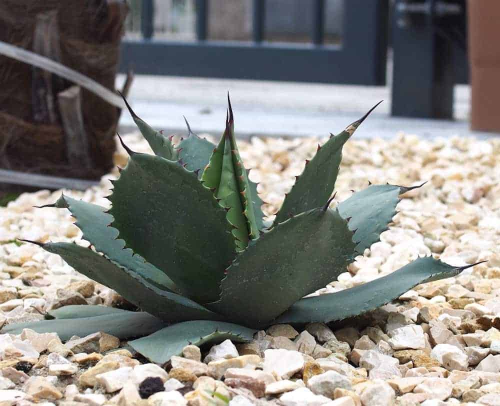 Agave parryi: Steckbrief 14