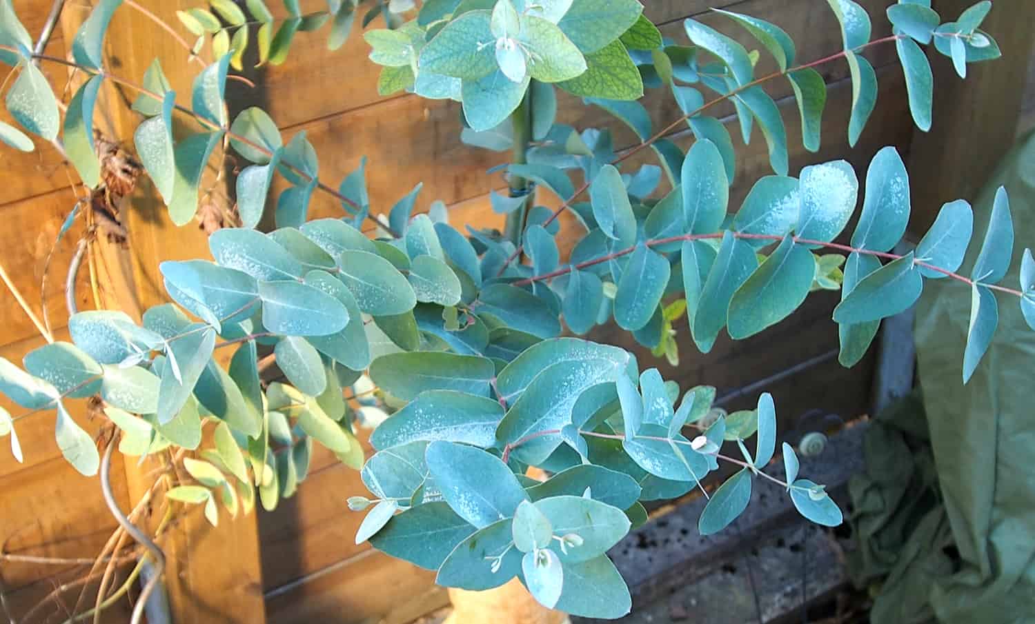 Eucalyptus gunnii: Steckbrief 5