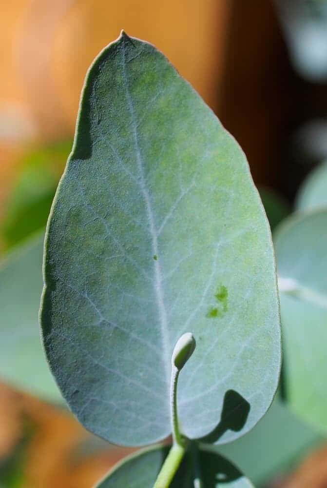 Eucalyptus gunnii: Steckbrief 4