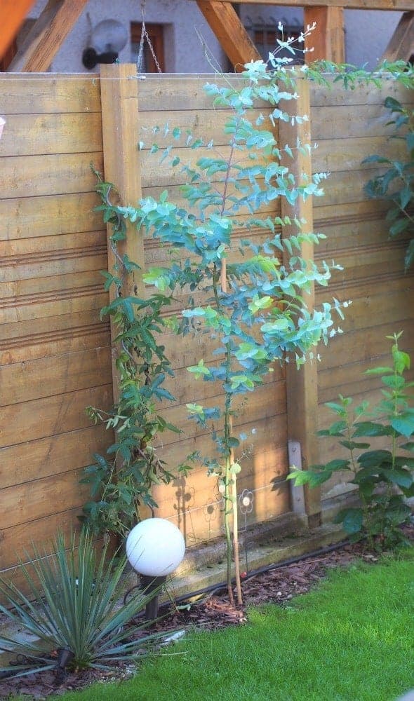 Eucalyptus gunnii: Steckbrief 2