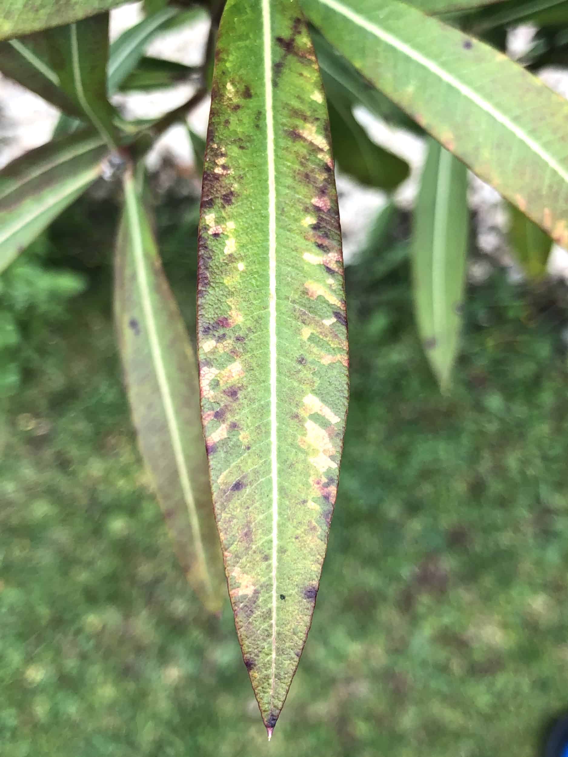 Nerium oleander: Mangelerscheinungen + Krankheiten 4