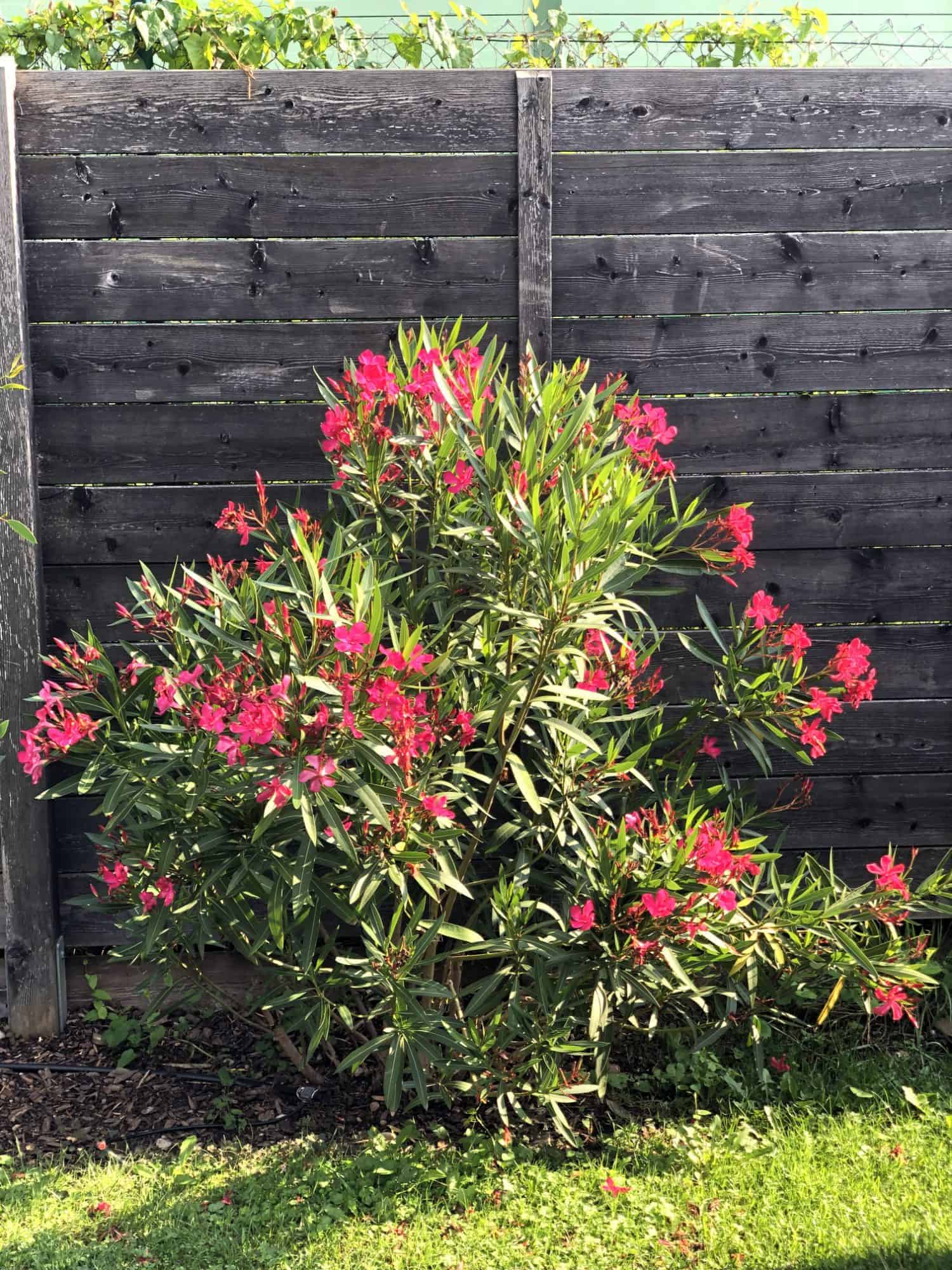 Pflanze der Saison 2017/18: Nerium oleander 4