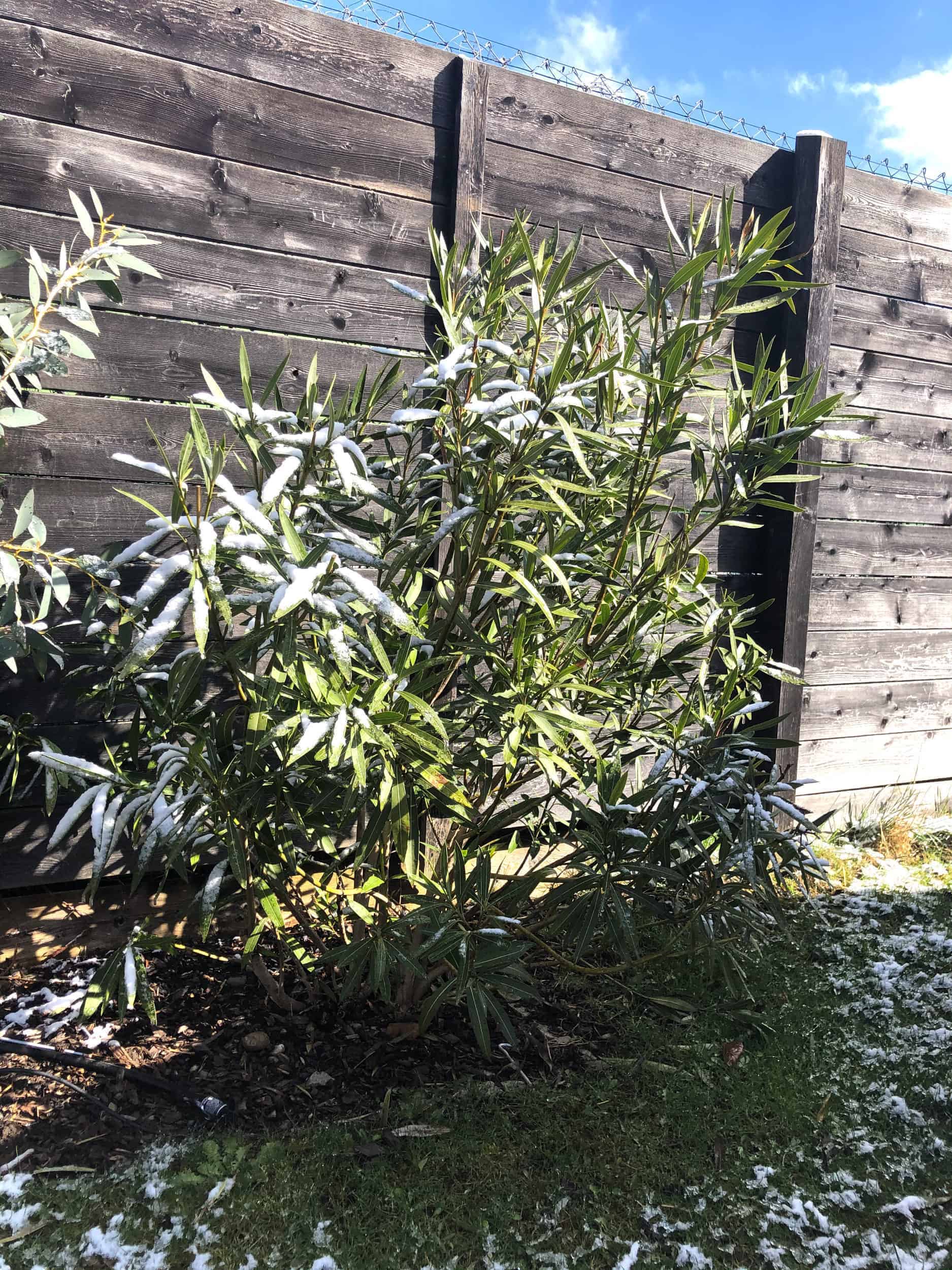 Nerium oleander: Steckbrief 1