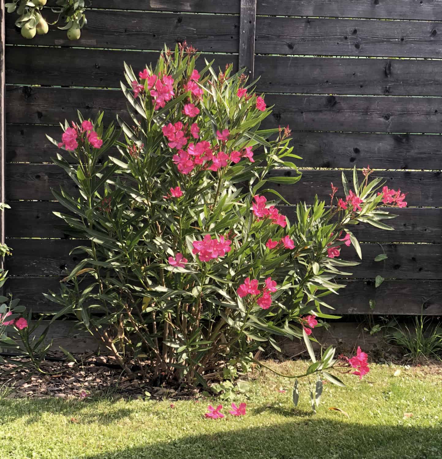Pflanze der Saison 2017/18: Nerium oleander 2