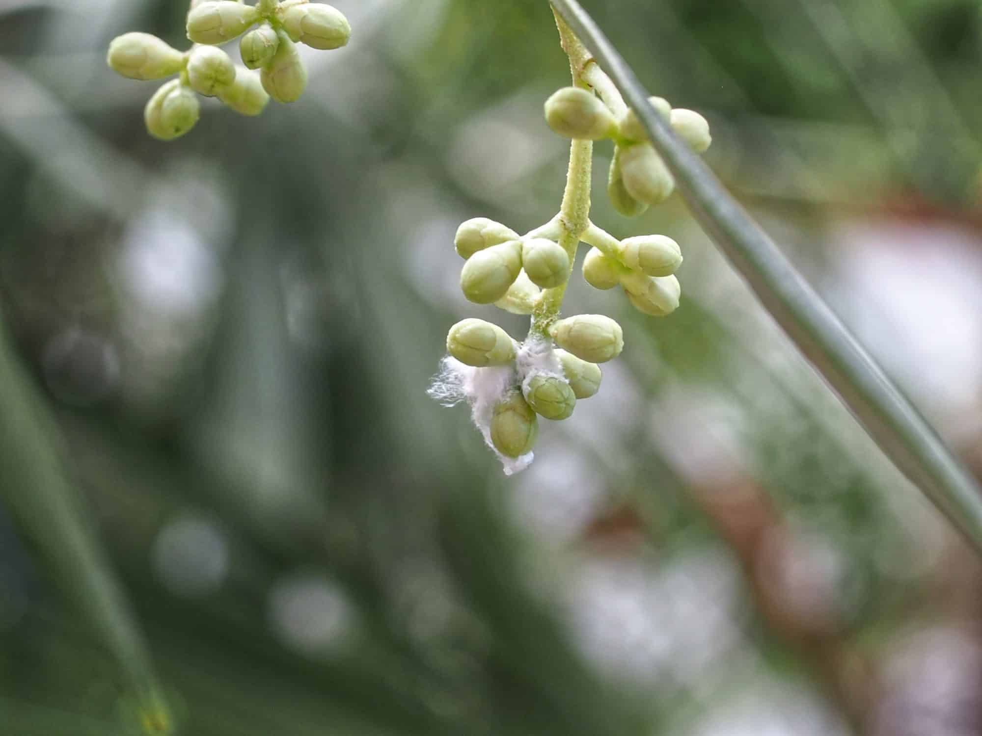 Euphyllura olivina (Schädlingsbefall)