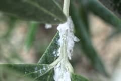 Euphyllura olivina (Schädlingsbefall)