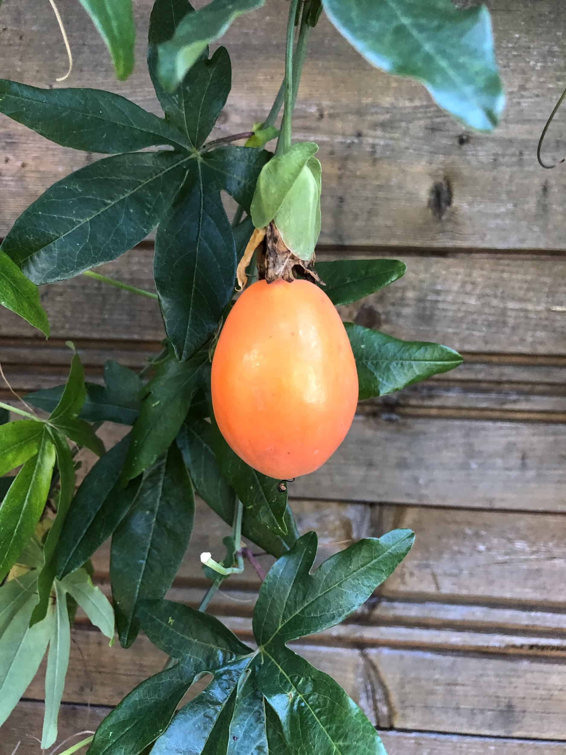 Passiflora: Winterschutz 5
