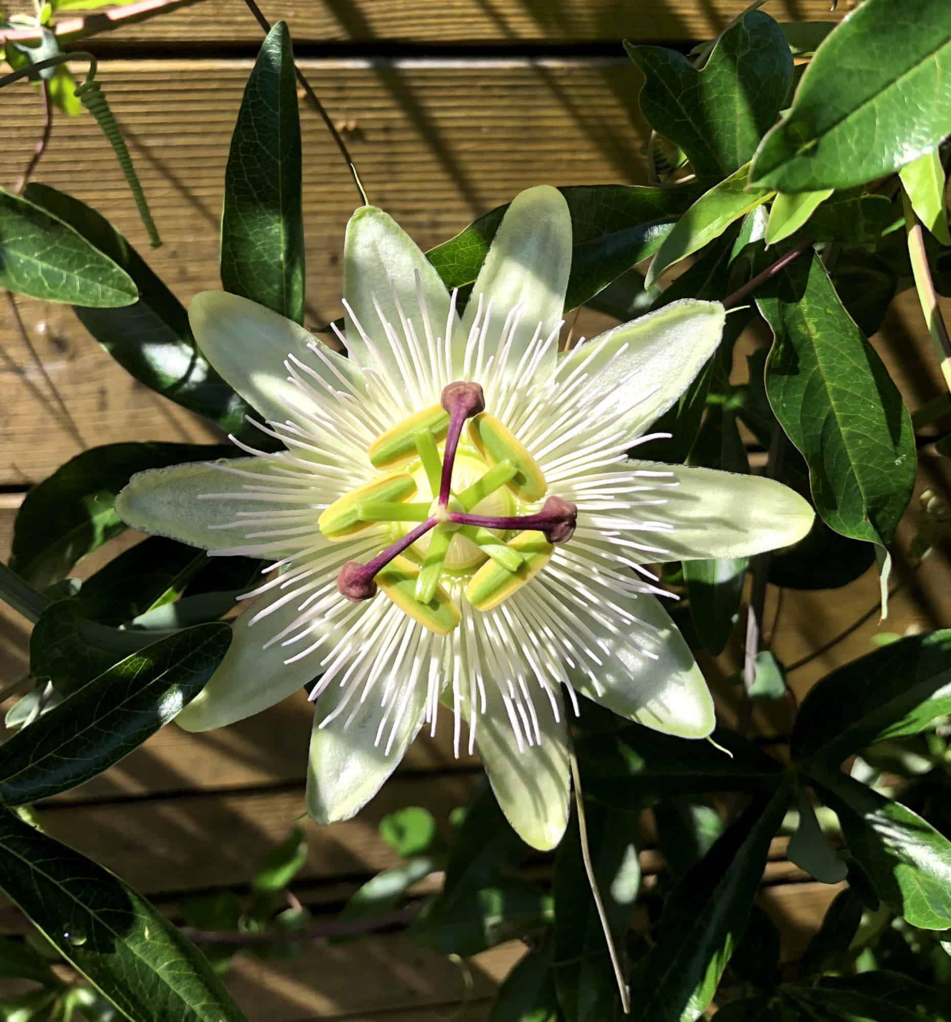 Pflanze der Saison 2015/16: Passiflora caerulea 2