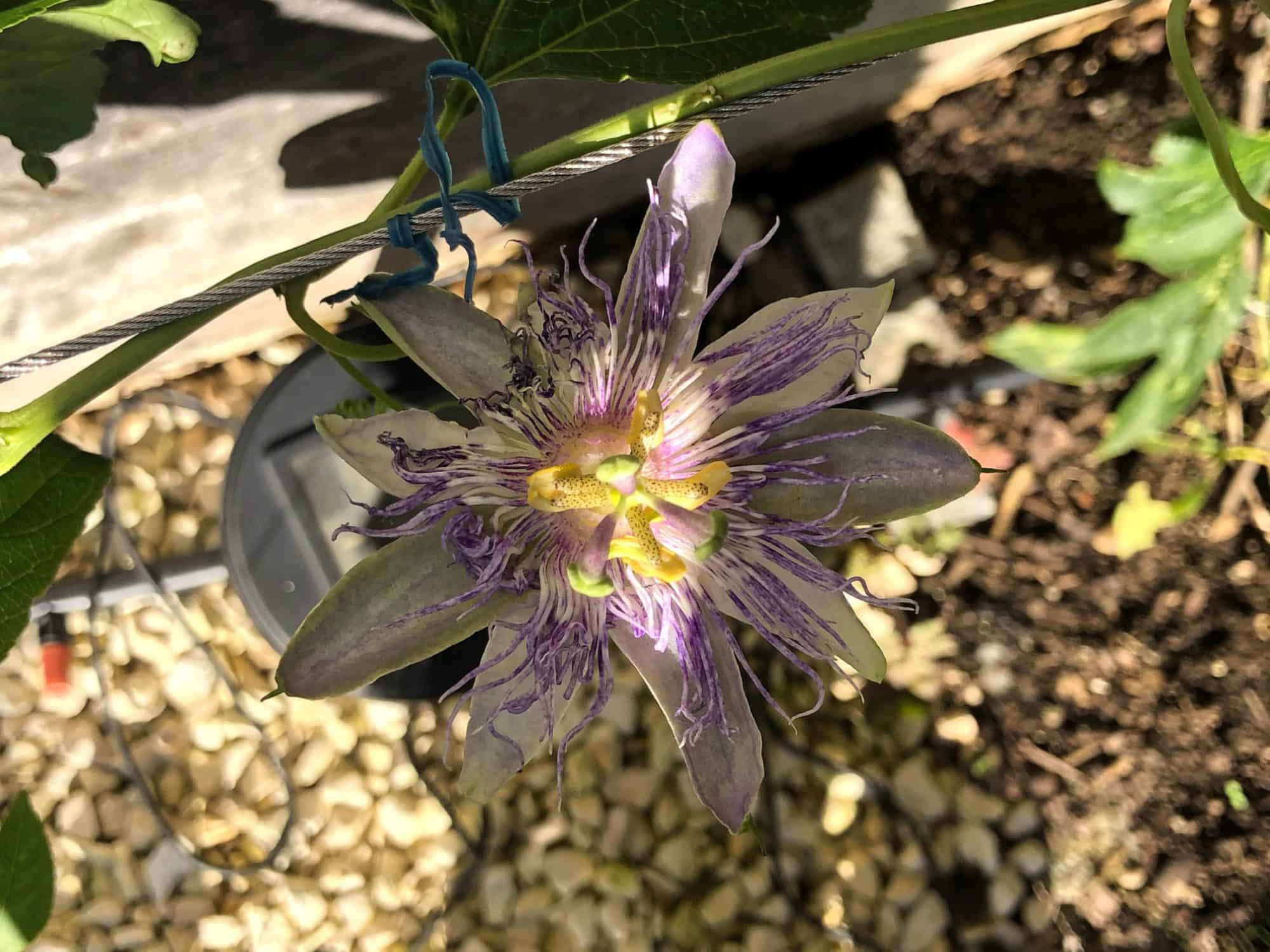 Passiflora: Steckbrief 10