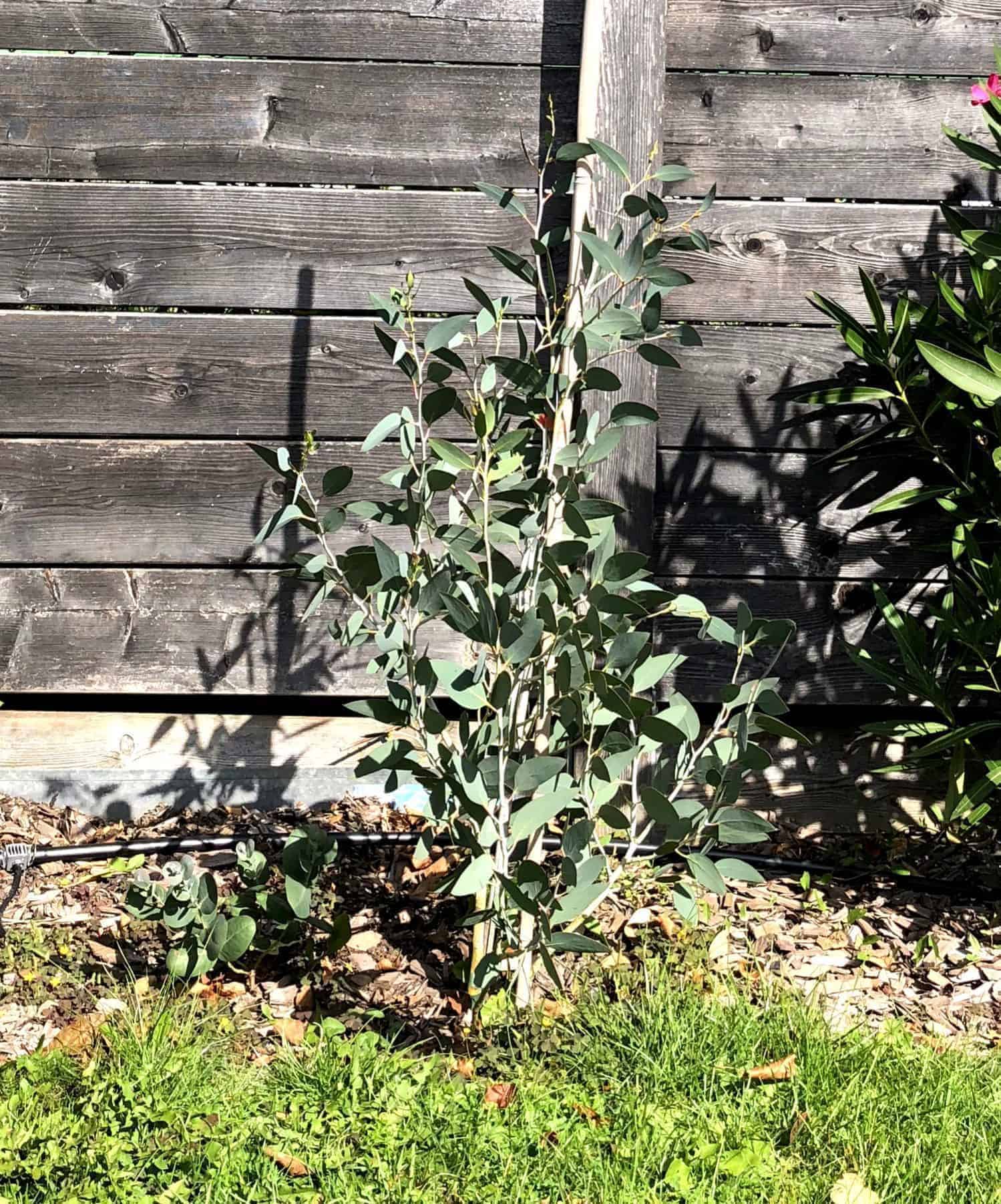 Eucalyptus pauciflora: Steckbrief 2