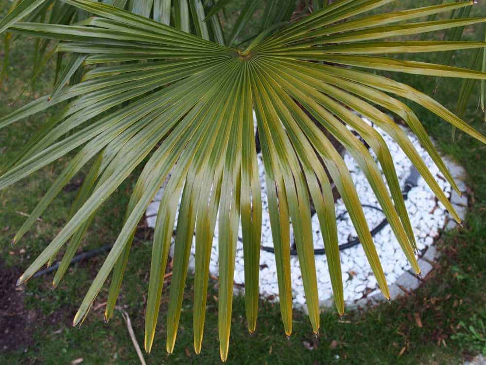 Trachycarpus fortunei: Probleme nach dem Auspflanzen 3