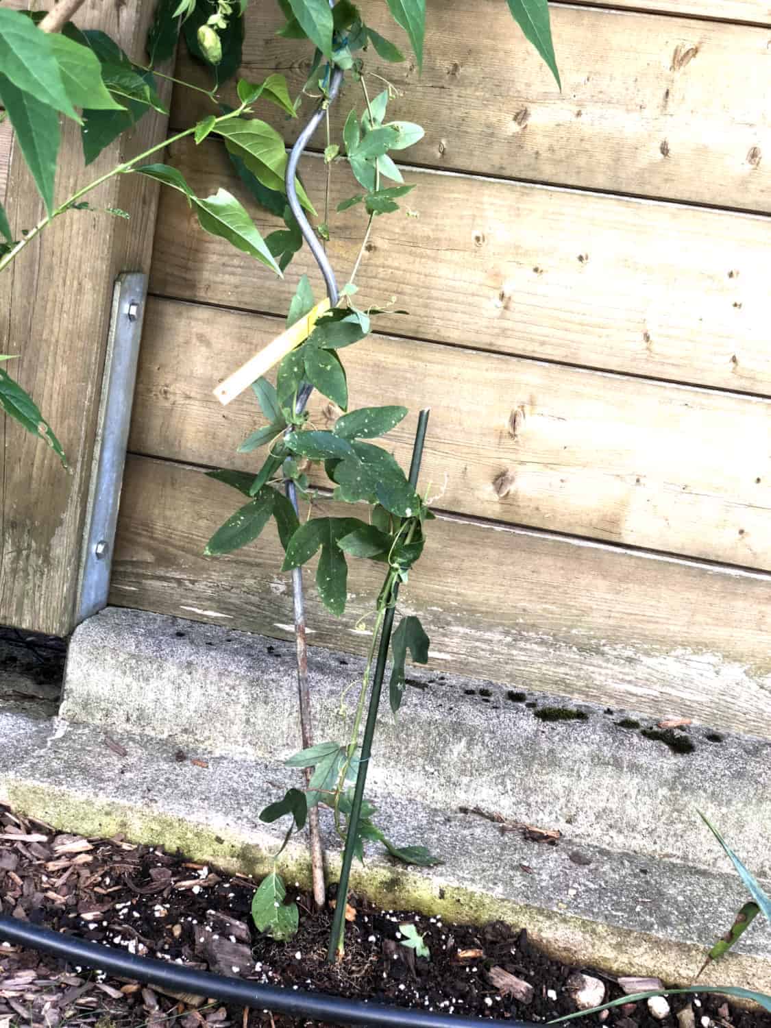 Passiflora: Winterschutz 11