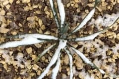 2019/20  Yucca recurvifolia 01