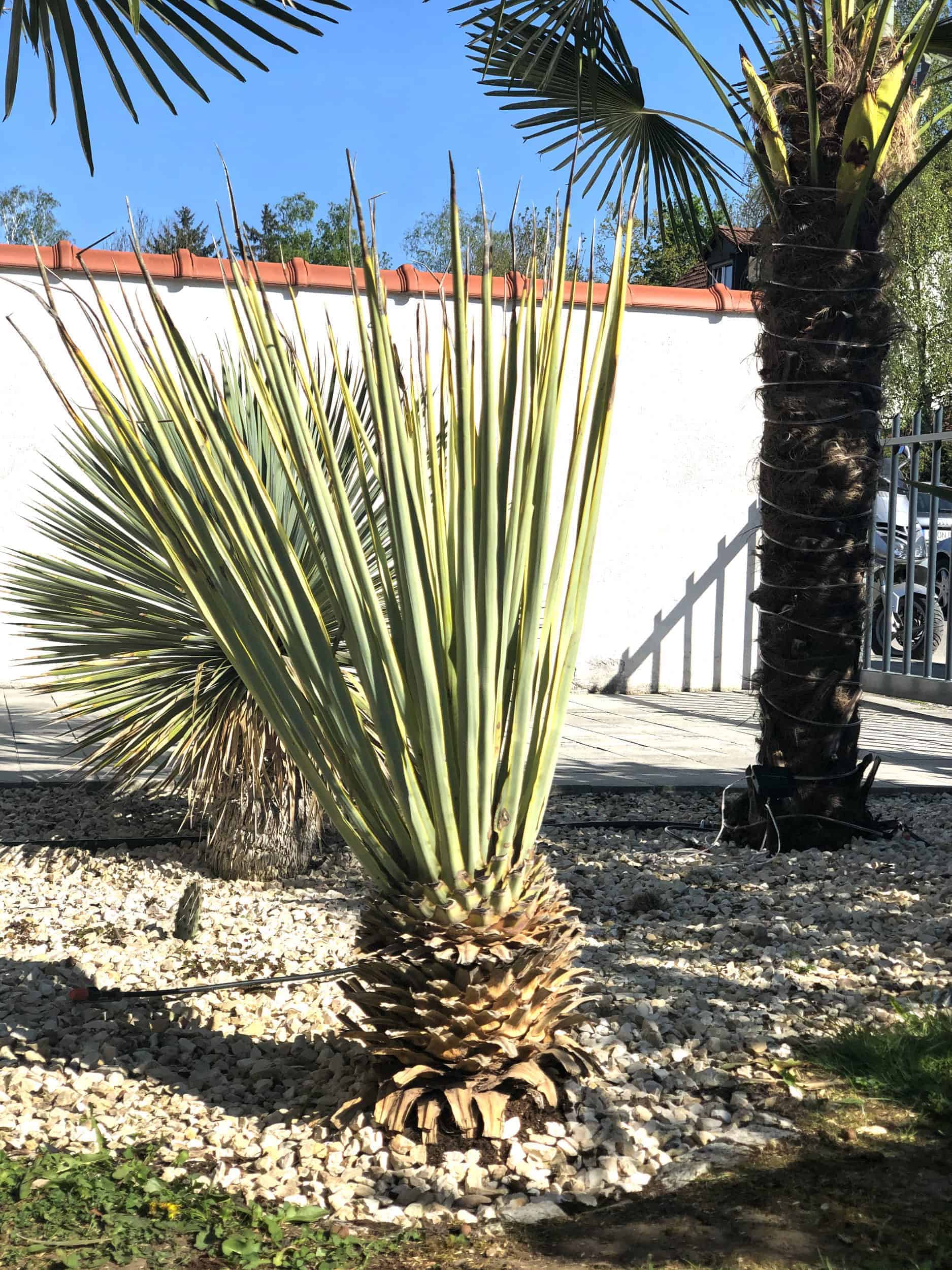 Yucca: Kauf + Auspflanzung 17
