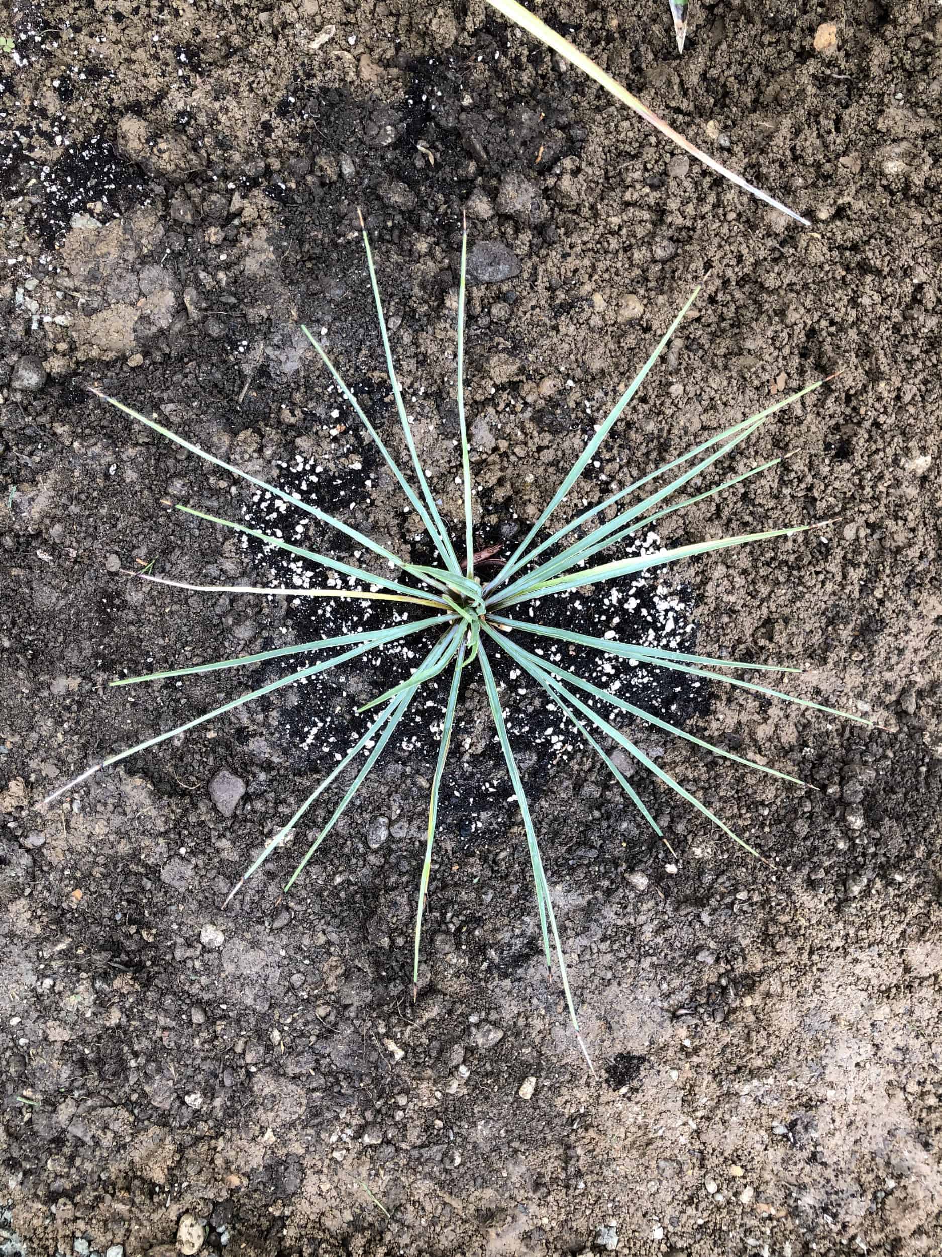 Yucca thompsoniana: Steckbrief 3