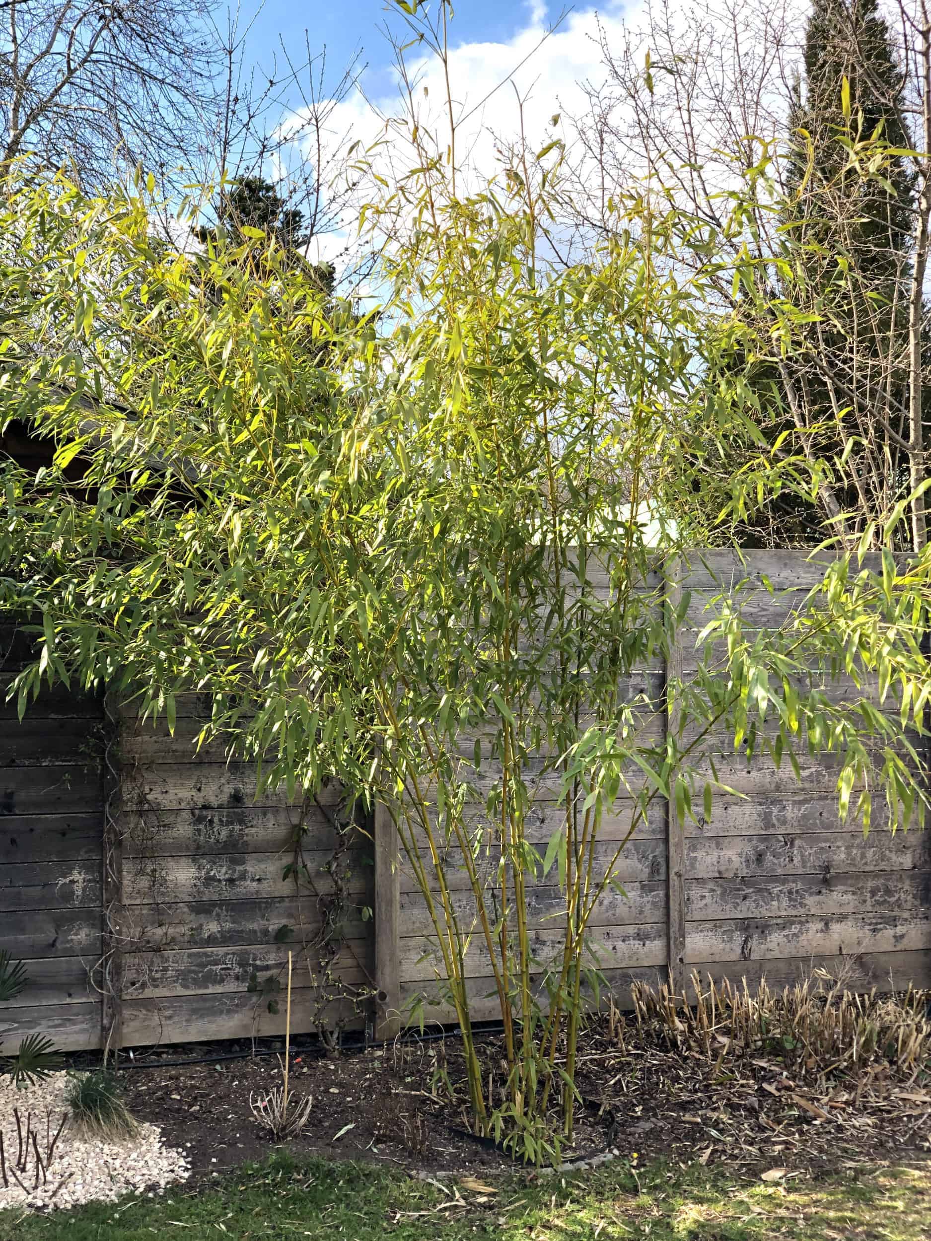 Bambusoideae: Pflege 1
