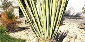 Yucca Rigida