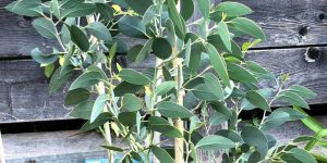Eucalyptus pauciflora