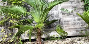 Trachycarpus fortunei ‚wagnerianus‘