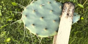 Opuntia: Vermehrung