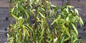 Nerium oleander: Mangelerscheinungen + Krankheiten